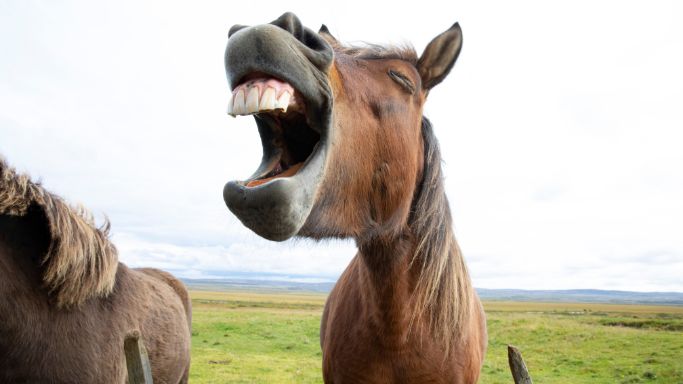 Mental Benefits of Laughter